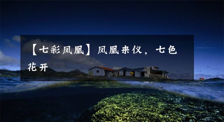 【七彩凤凰】凤凰来仪，七色花开