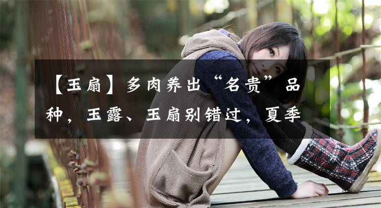 【玉扇】多肉养出“名贵”品种，玉露、玉扇别错过，夏季养护有技巧