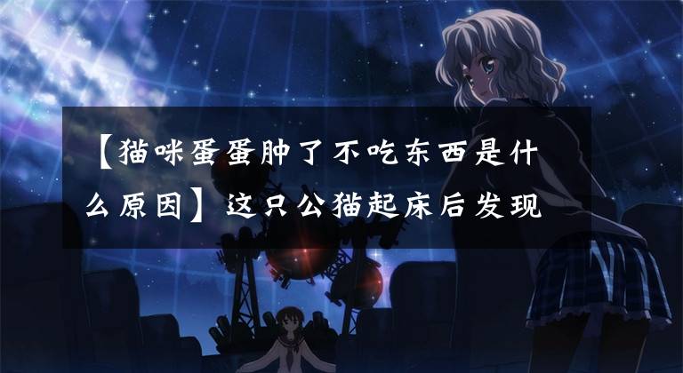 【猫咪蛋蛋肿了不吃东西是什么原因】这只公猫起床后发现“蛋不见了”，激烈的反应让我感到抱歉