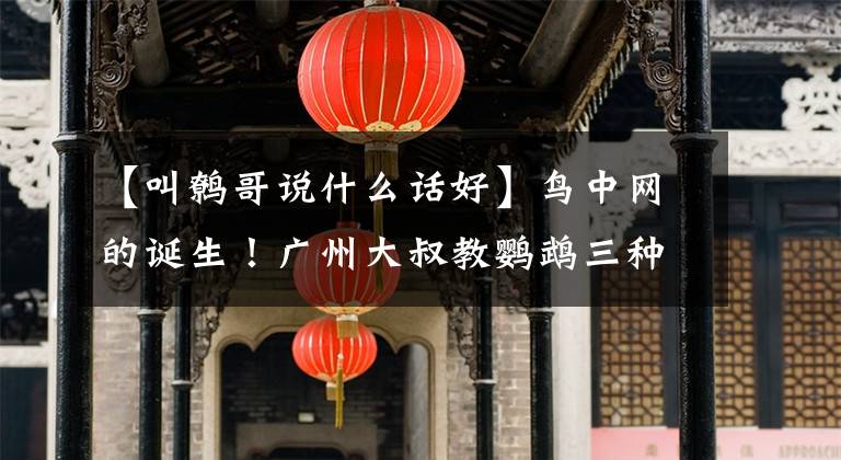 【叫鹩哥说什么话好】鸟中网的诞生！广州大叔教鹦鹉三种语言，一句话教了半个月