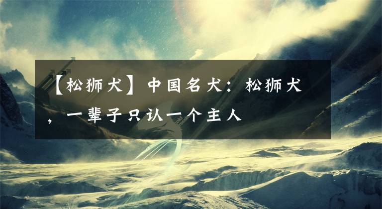 【松狮犬】中国名犬：松狮犬，一辈子只认一个主人