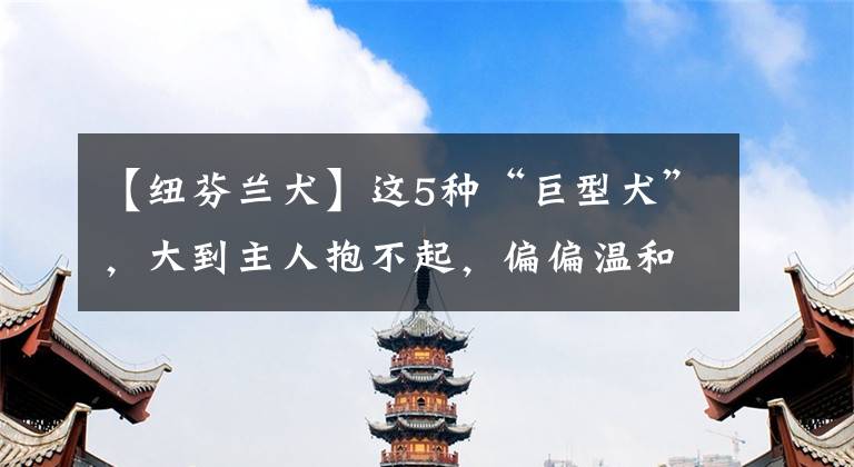 【纽芬兰犬】这5种“巨型犬”，大到主人抱不起，偏偏温和又粘人，你想抱吗？