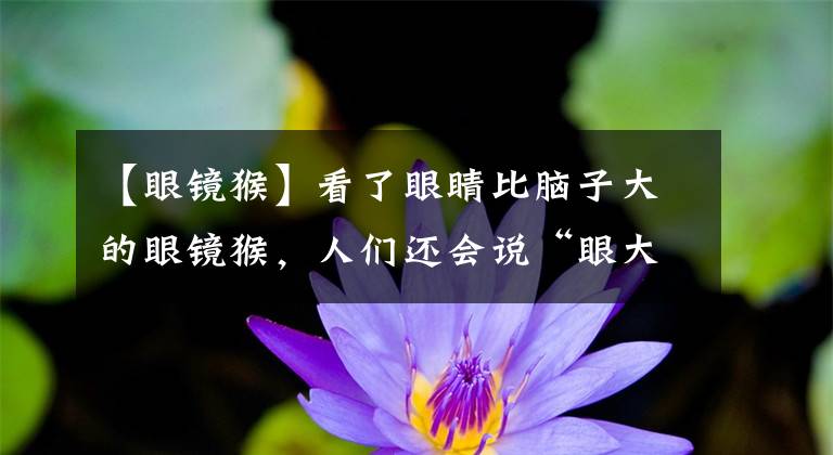 【眼镜猴】看了眼睛比脑子大的眼镜猴，人们还会说“眼大即是萌”吗？
