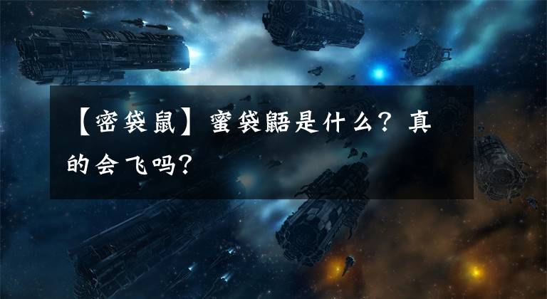 【密袋鼠】蜜袋鼯是什么？真的会飞吗？