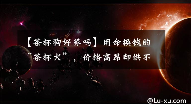 【茶杯狗好养吗】用命换钱的“茶杯犬”，价格高昂却供不应求，为何人们偏爱畸形？