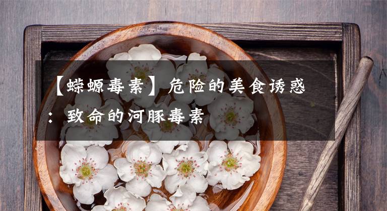 【蝾螈毒素】危险的美食诱惑：致命的河豚毒素