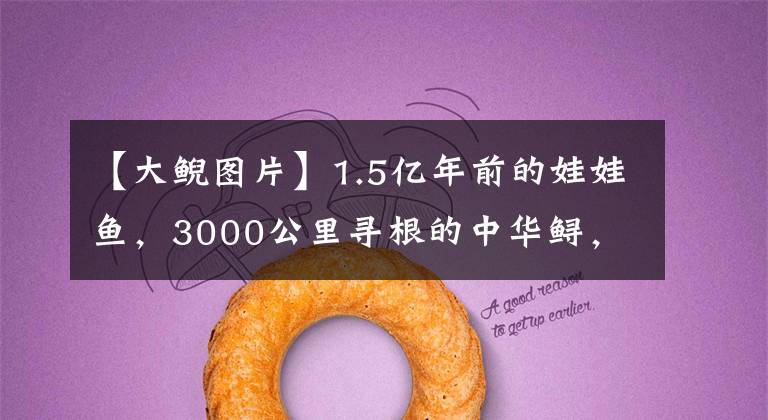 【大鲵图片】1.5亿年前的娃娃鱼，3000公里寻根的中华鲟，或因人类而灭绝