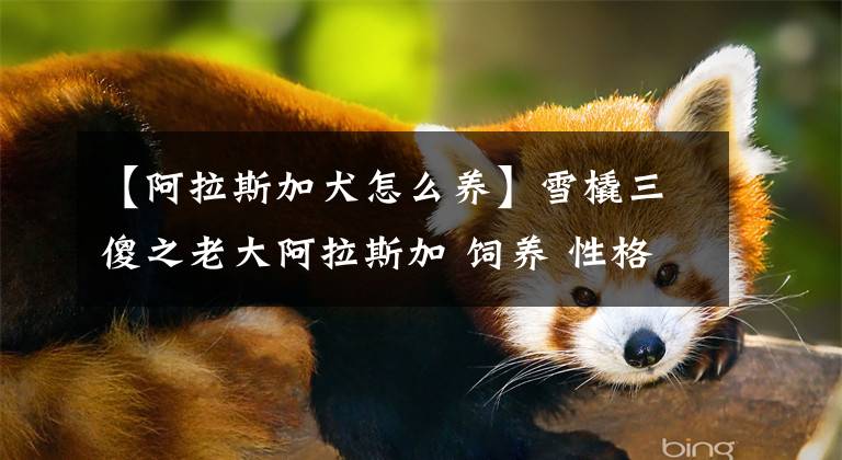 【阿拉斯加犬怎么养】雪橇三傻之老大阿拉斯加 饲养 性格 全方位介绍 看完决定你要不要养