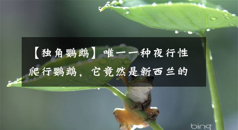 【独角鹦鹉】唯一一种夜行性爬行鹦鹉，它竟然是新西兰的鸮鹦鹉