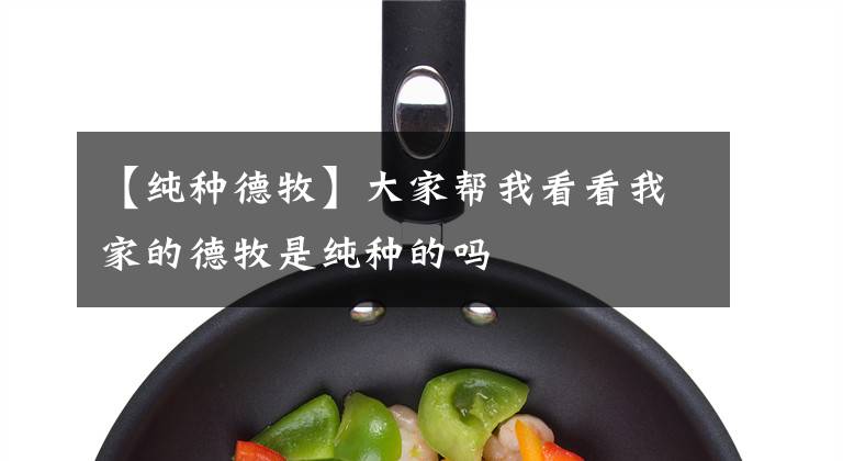 【纯种德牧】大家帮我看看我家的德牧是纯种的吗