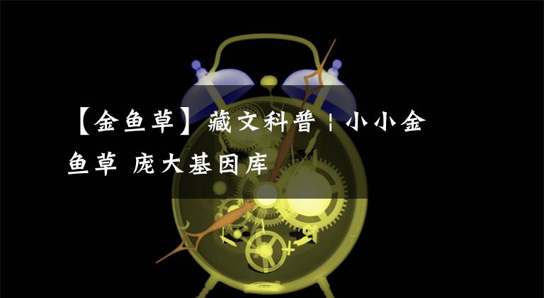 【金鱼草】藏文科普 | 小小金鱼草 庞大基因库