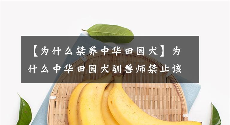 【为什么禁养中华田园犬】为什么中华田园犬驯兽师禁止该品种的基因不稳定？