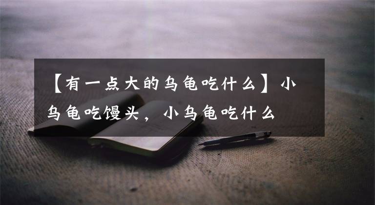 【有一点大的乌龟吃什么】小乌龟吃馒头，小乌龟吃什么