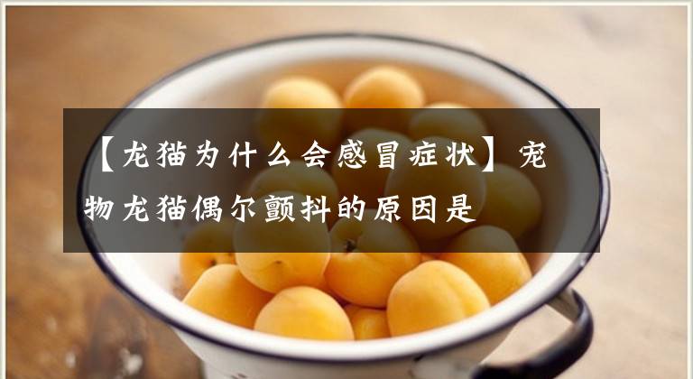 【龙猫为什么会感冒症状】宠物龙猫偶尔颤抖的原因是