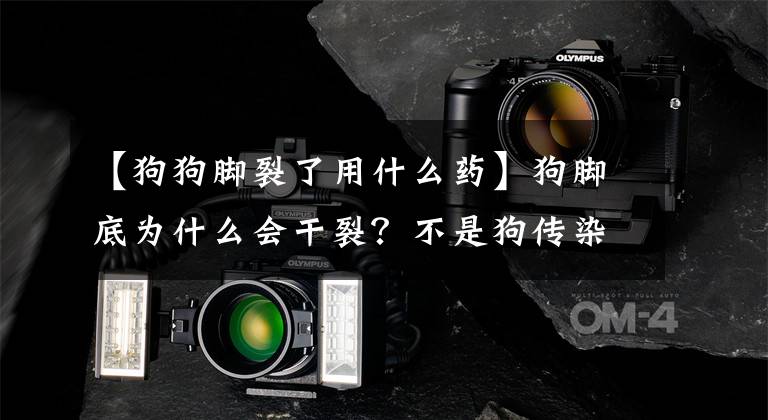 【狗狗脚裂了用什么药】狗脚底为什么会干裂？不是狗传染病吗？