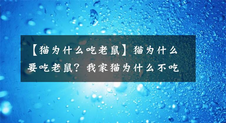 【猫为什么吃老鼠】猫为什么要吃老鼠？我家猫为什么不吃松鼠？