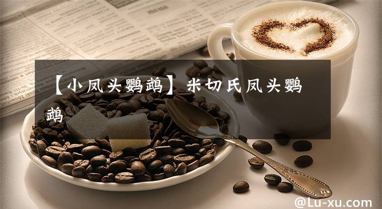 【小凤头鹦鹉】米切氏凤头鹦鹉