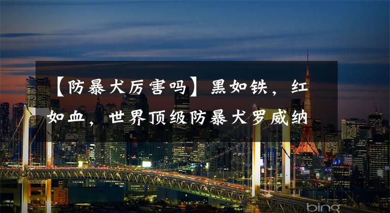 【防暴犬厉害吗】黑如铁，红如血，世界顶级防暴犬罗威纳