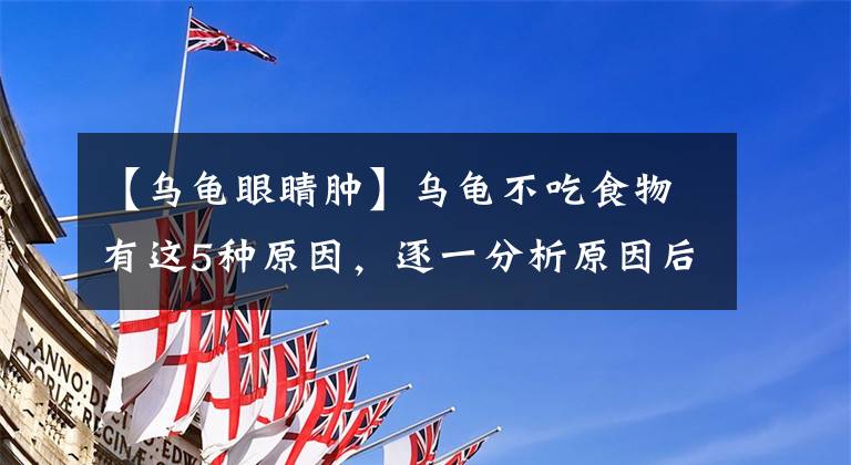 【乌龟眼睛肿】乌龟不吃食物有这5种原因，逐一分析原因后，才能更好地解决问题