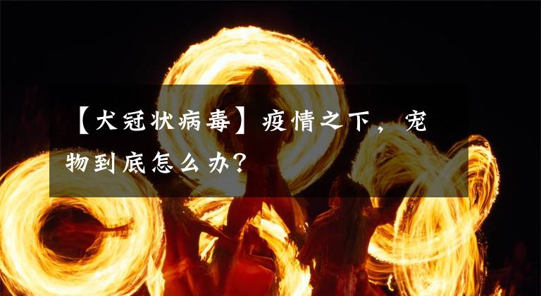 【犬冠状病毒】疫情之下，宠物到底怎么办？