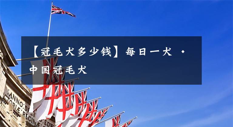 【冠毛犬多少钱】每日一犬 · 中国冠毛犬