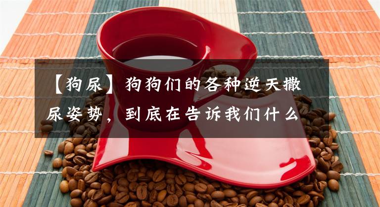 【狗尿】狗狗们的各种逆天撒尿姿势，到底在告诉我们什么？