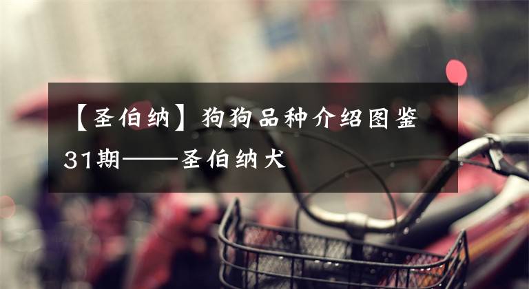 【圣伯纳】狗狗品种介绍图鉴31期——圣伯纳犬