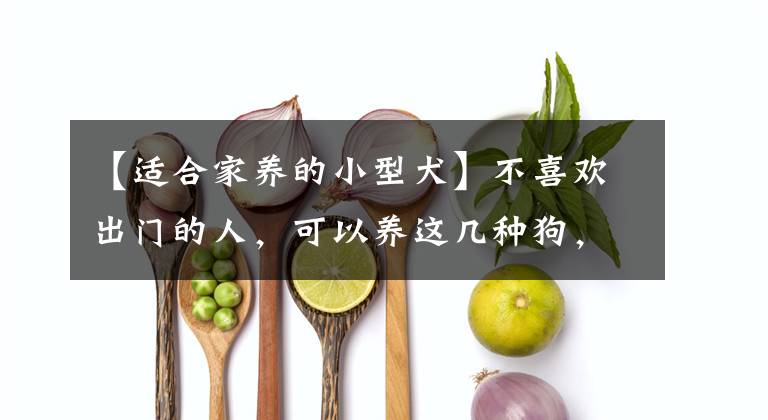 【适合家养的小型犬】不喜欢出门的人，可以养这几种狗，不需要经常遛