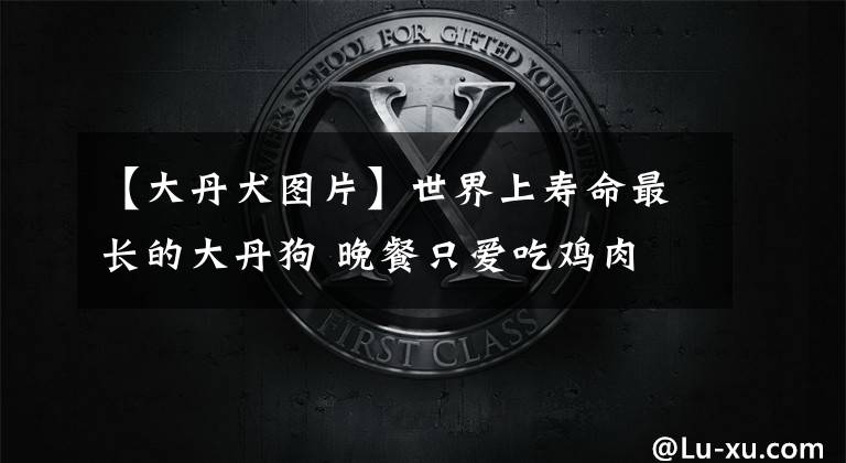 【大丹犬图片】世界上寿命最长的大丹狗 晚餐只爱吃鸡肉