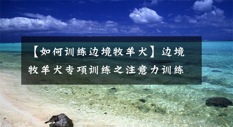 【如何训练边境牧羊犬】边境牧羊犬专项训练之注意力训练