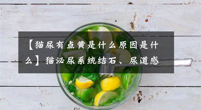 【猫尿有点黄是什么原因是什么】猫泌尿系统结石、尿道感染、尿道肿瘤等泌尿系统疾病介绍