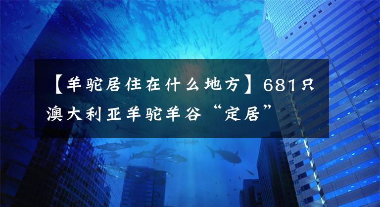 【羊驼居住在什么地方】681只澳大利亚羊驼羊谷“定居”