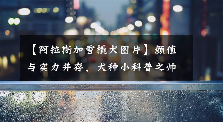 【阿拉斯加雪橇犬图片】颜值与实力并存，犬种小科普之帅气威武的阿拉斯加雪橇犬！