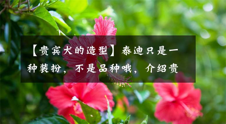 【贵宾犬的造型】泰迪只是一种装扮，不是品种哦，介绍贵宾5种装扮