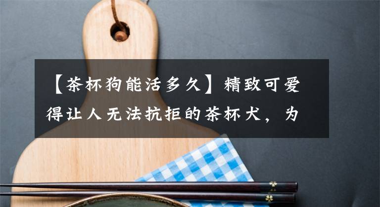 【茶杯狗能活多久】精致可爱得让人无法抗拒的茶杯犬，为什么不能养？