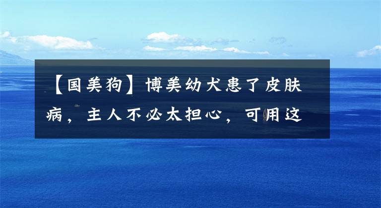 【国美狗】博美幼犬患了皮肤病，主人不必太担心，可用这些方法来改善和解决