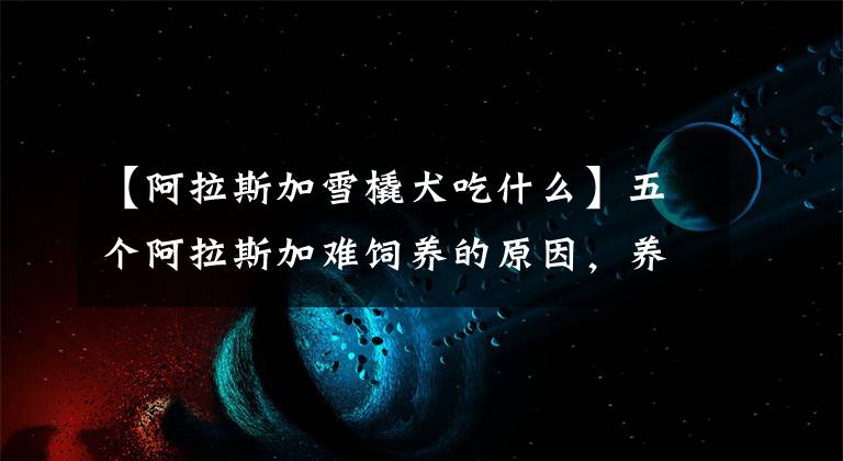【阿拉斯加雪橇犬吃什么】五个阿拉斯加难饲养的原因，养犬人都要知道，做个合格的养犬人