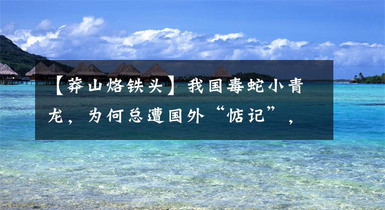 【莽山烙铁头】我国毒蛇小青龙，为何总遭国外“惦记”，凭什么一条价值100万？