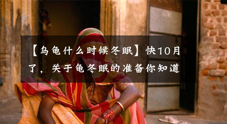 【乌龟什么时候冬眠】快10月了，关于龟冬眠的准备你知道吗？