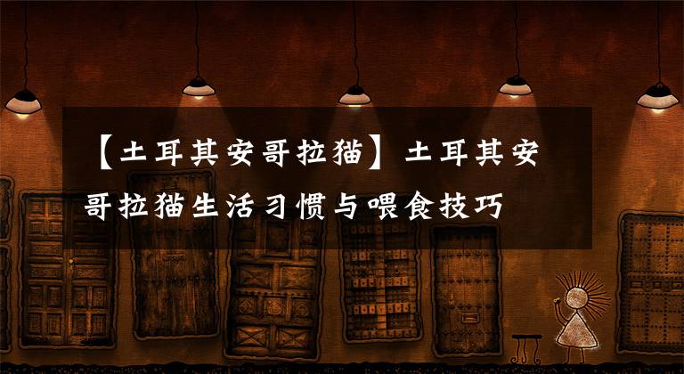 【土耳其安哥拉猫】土耳其安哥拉猫生活习惯与喂食技巧