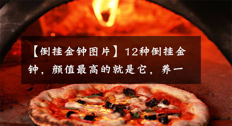 【倒挂金钟图片】12种倒挂金钟，颜值最高的就是它，养一盆就是赚了