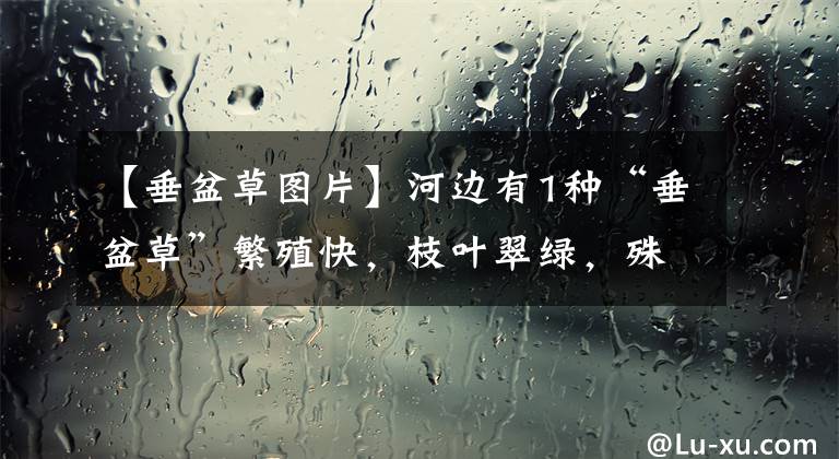 【垂盆草图片】河边有1种“垂盆草”繁殖快，枝叶翠绿，殊不知是多肉，好看