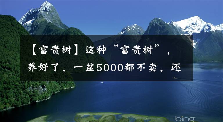 【富贵树】这种“富贵树”，养好了，一盆5000都不卖，还真能够给人带来富贵