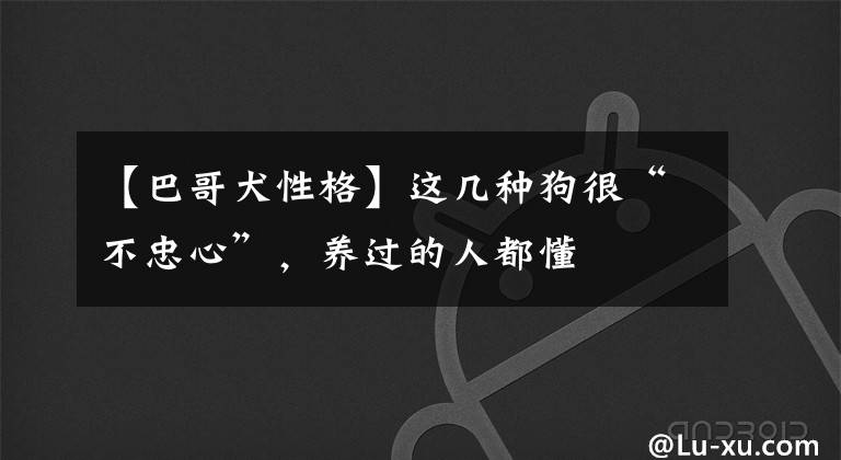 【巴哥犬性格】这几种狗很“不忠心”，养过的人都懂
