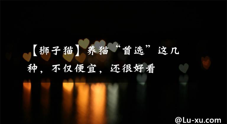 【狮子猫】养猫“首选”这几种，不仅便宜，还很好看