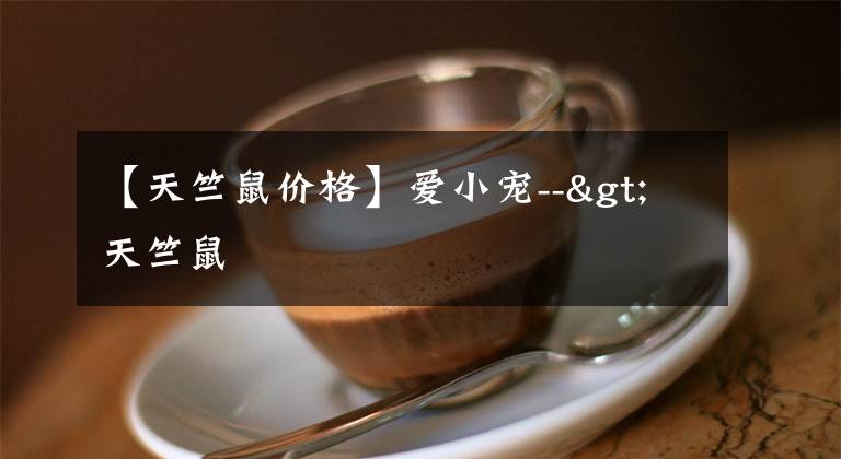【天竺鼠价格】爱小宠-->天竺鼠