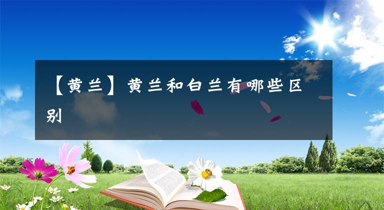 【黄兰】黄兰和白兰有哪些区别