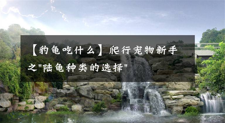 【豹龟吃什么】爬行宠物新手之"陆龟种类的选择"