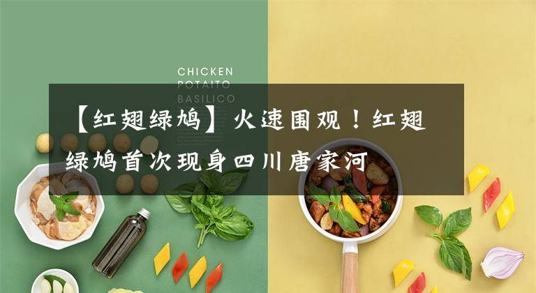 【红翅绿鸠】火速围观！红翅绿鸠首次现身四川唐家河