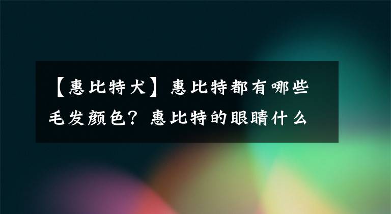 【惠比特犬】惠比特都有哪些毛发颜色？惠比特的眼睛什么颜色的比较纯？
